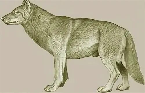 Canis aureus. Обыкновенный шакал (canis aureus). Canis crystallum. Канис дирус. Canis crystallum.