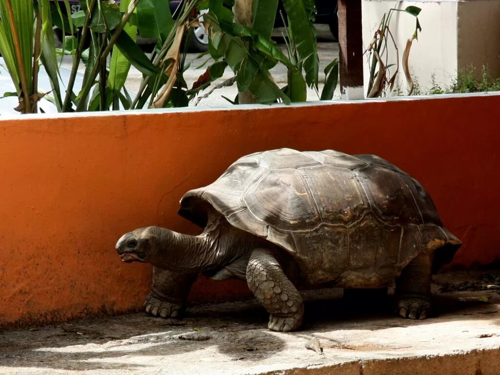 Сейшельские черепахи. Остров Маэ Сейшелы черепахи. Черепахи на Сейшельских островах. Megalochelys. Черепаха Megalochelys.