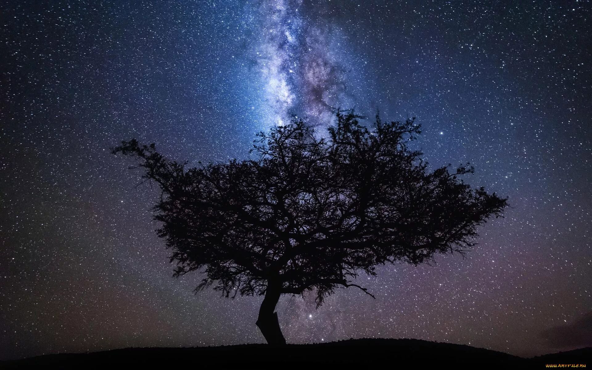 В круг дерева ночи. Красивое дерева ночью. Ночное небо с деревьями. Одинокое дерево ночью. Звездное небо деревья.