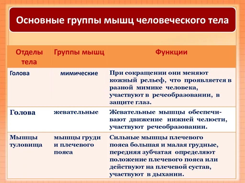 Основные группы мышц таблица. Основные группы мышц человеческого тела таблица. Группы мышц мышцы функции. Основные группы мышц и их функции таблица. Распределите мышцы по группам