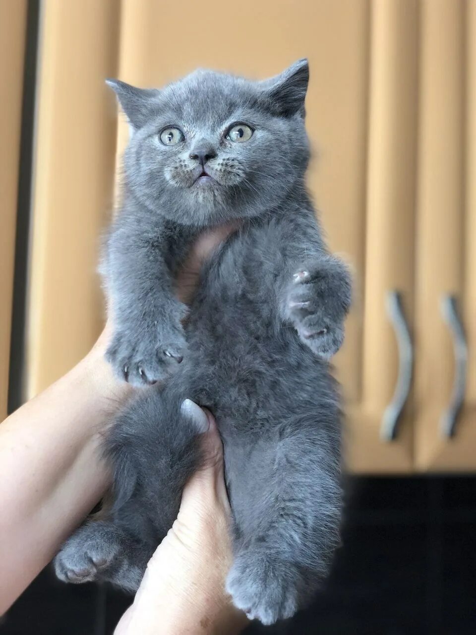 Кот голубого окраса. Шотландская голубая кошка прямоухая. котята голубые страйт. голубой шотландец кот. голубые шотландские котята.