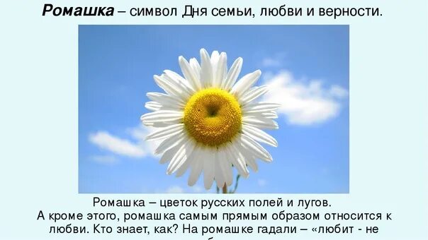 Ромашка символ праздника 8 июля. Ромашка символ семьи любви и верности. Ромашка символ семьи. Ромашка день семьи.