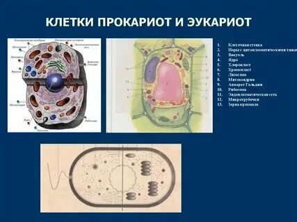 К какому уровню относится клетка