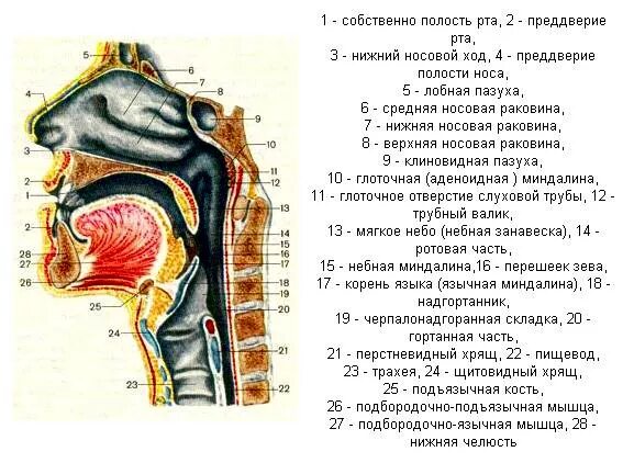 Сагиттальный разрез речевого аппарата. Полость рта Сагиттальный разрез анатомия. Сагиттальный разрез головы речевой аппарат. Полость глотки анатомия строение. Глотка схема