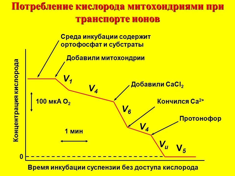 Химический поглощенный кислород. Химические свойства кислорода 8 класс химия таблица. Потребление кислорода организмом. Круговорот кислорода в природе. Химический поглощенный кислород.