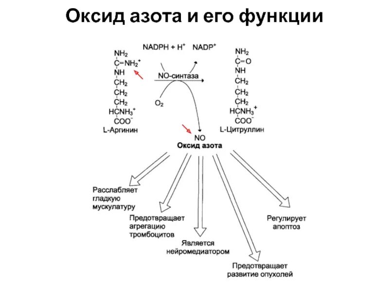 Аминокислотный путь окиси азота биохимия. Синтез оксида азота в организме. Синтез окиси азота из аргинина. Оксид азота синтезируется из аргинина.