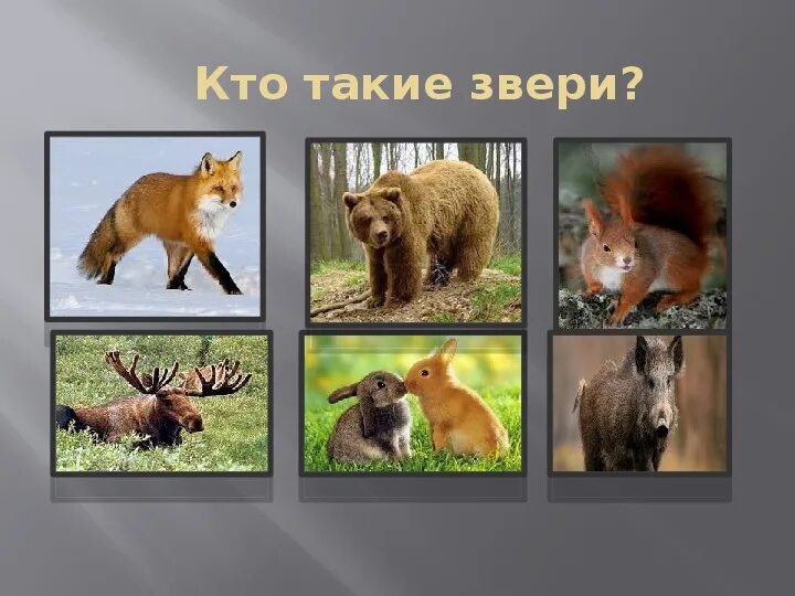 Животные для первого класса. Кто такие звери. Звери окружающий мир 1 класс. Кто такие звери 1 класс школа России. Окружающий мир тема звери.