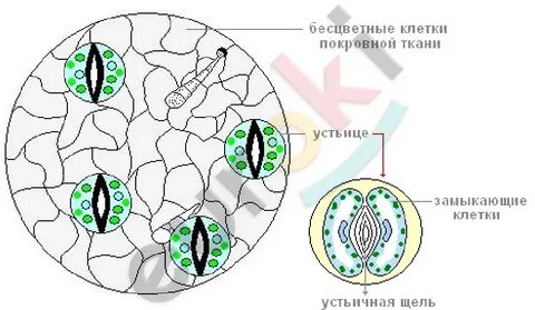 Кожица листа герани под микроскопом