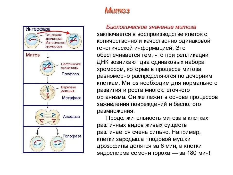 Какое деление клеток характерно человеку. Общая схема процесса митоза. Структура клетки фазы митоза. Фазы митоза краткая характеристика процессов. Биология 9 класс клеточный цикл митоз.