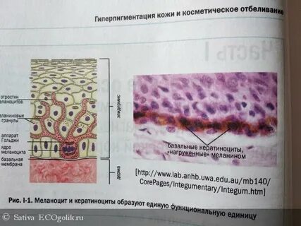 В каком слое кожи синтезируется меланин впр