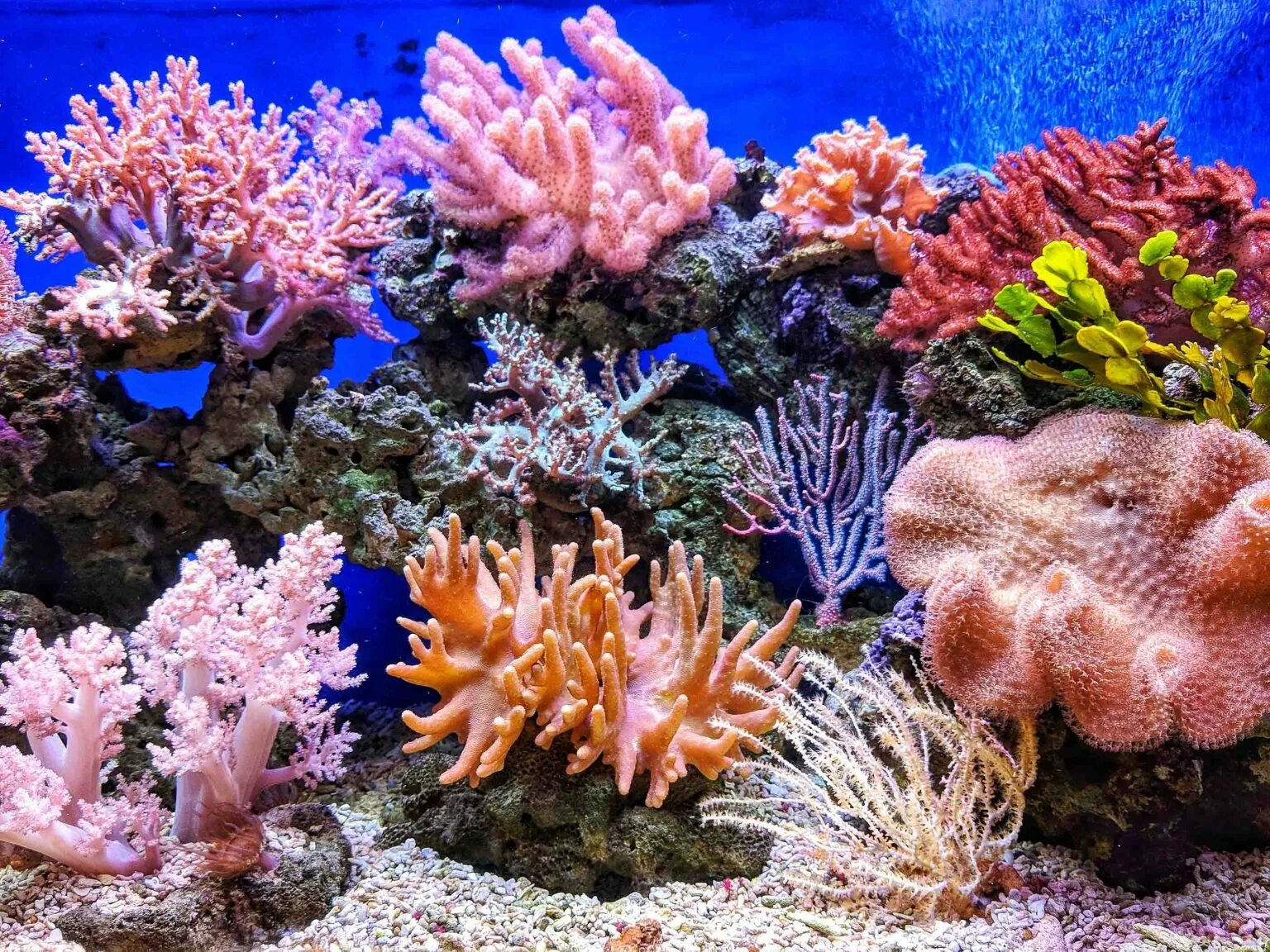 Барьерный риф кораллы. Коралловые полипы рифы. Большой Барьерный риф коралловые полипы Австралия. Коралл мозговик красного моря.