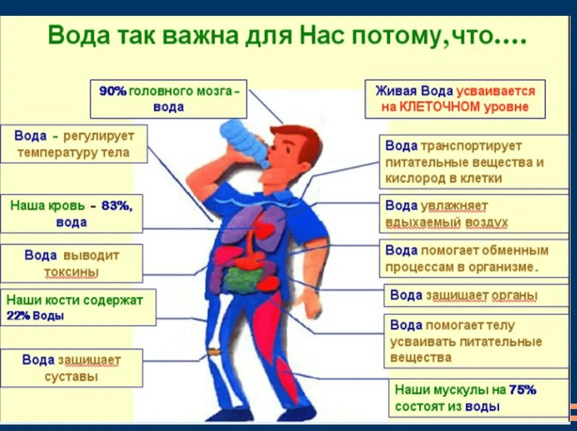 Воды попали в кровь. Значение воды в жизни человека. Роль воды в организме человека. Значение воды в организме человека. Важность воды для организма человека.