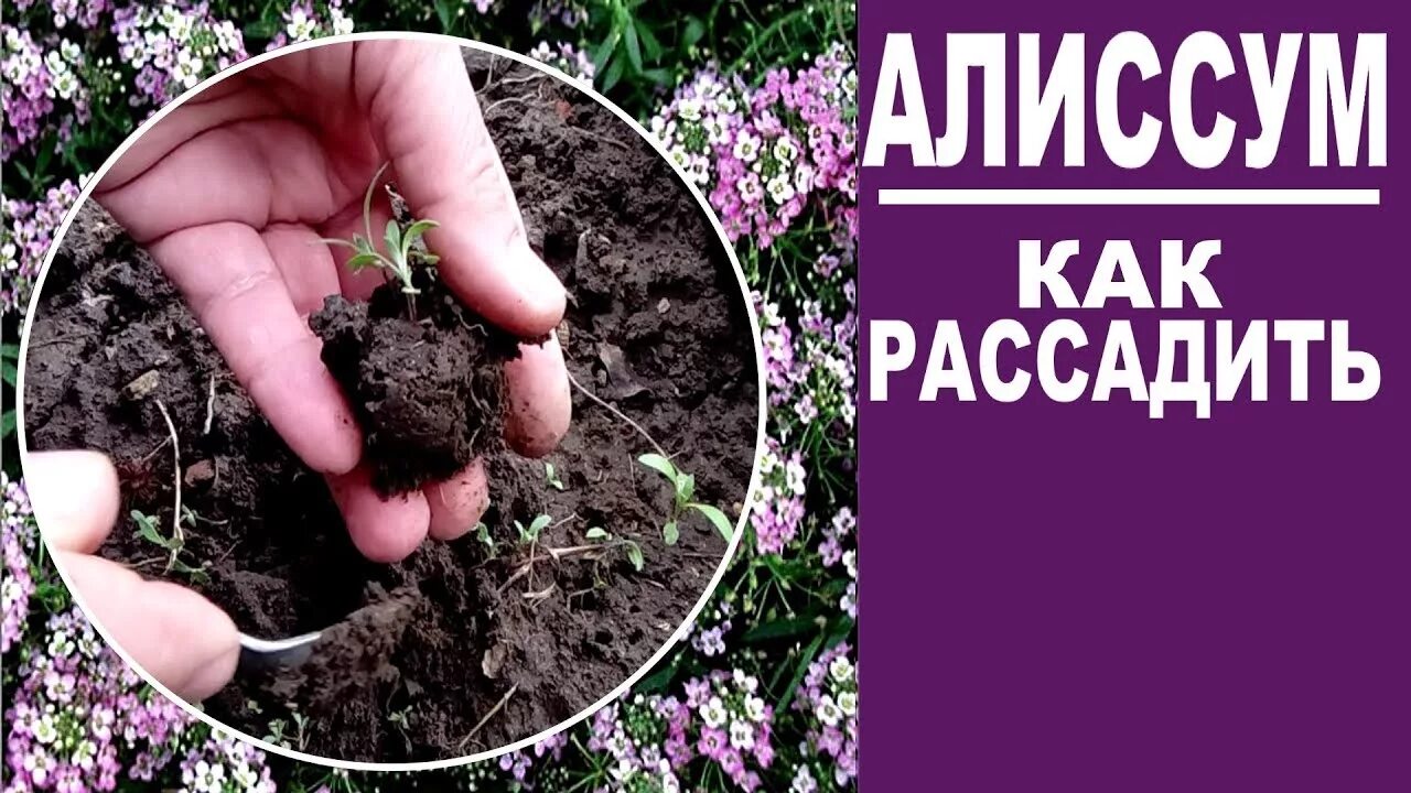 Как правильно посеять алиссум. Алиссум рассада. Алиссум горный рассада. Алиссум пикировка рассады. Посадка алиссума в открытый грунт.