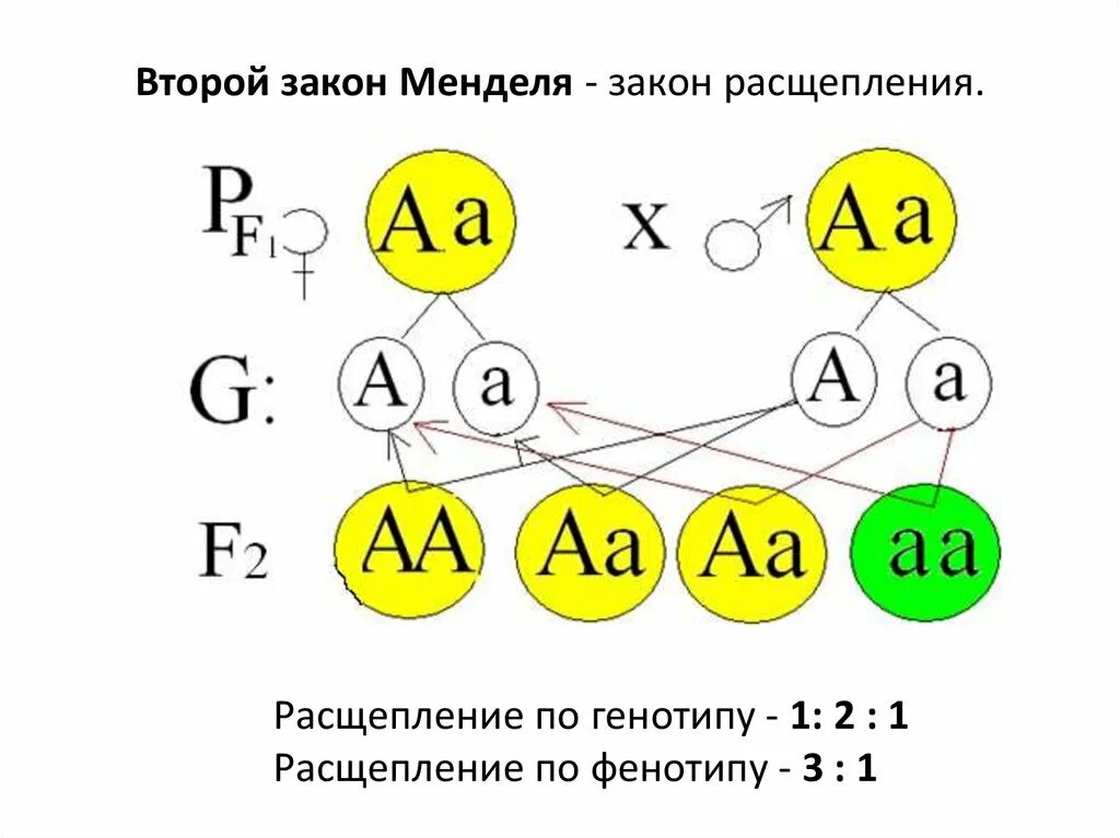 Законы менделя генотип и фенотип. Второй закон менделя схема расщепления. второй закон менделя закон расщепления схема. 2 закон менделя схема. 2 закон менделя расщепление.