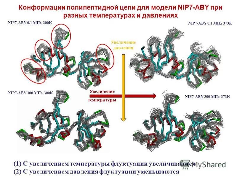 Водородные связи во вторичной структуре белка. Конформация полипептидной цепи вторичная структура. Конформация полипептидной цепи структура. Конформация полипептидной цепи. Конформация полипептидной цепи.