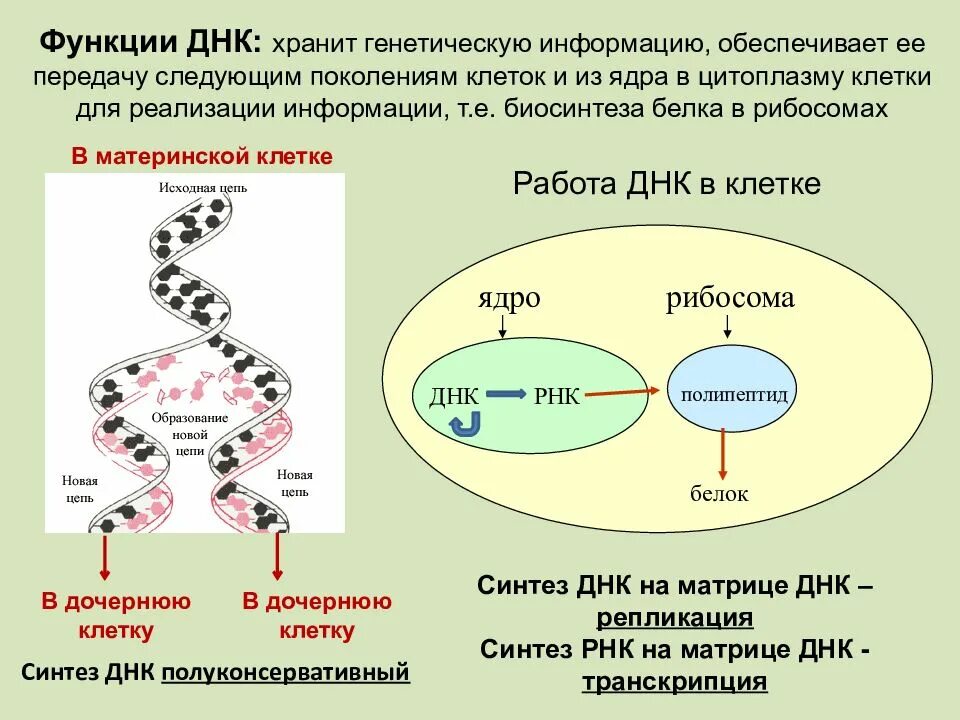 Функции нуклеиновых клеток