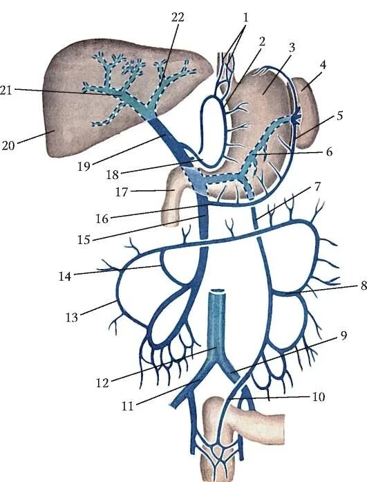 Система вен печени. Система воротной вены схема. Воротная Вена схема. Система воротной вены печени схема. Система воротной вены вены анатомия.