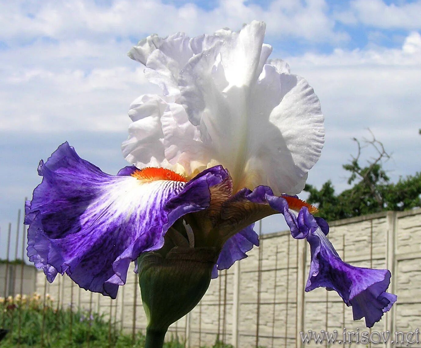 ирис семейные. ирис семейные. ирис just crazy фото и описание. ирис андеркаррент. ирис sting me.