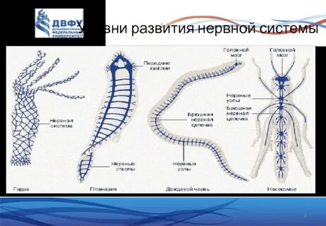 Наивысшего развития нервная система достигла у