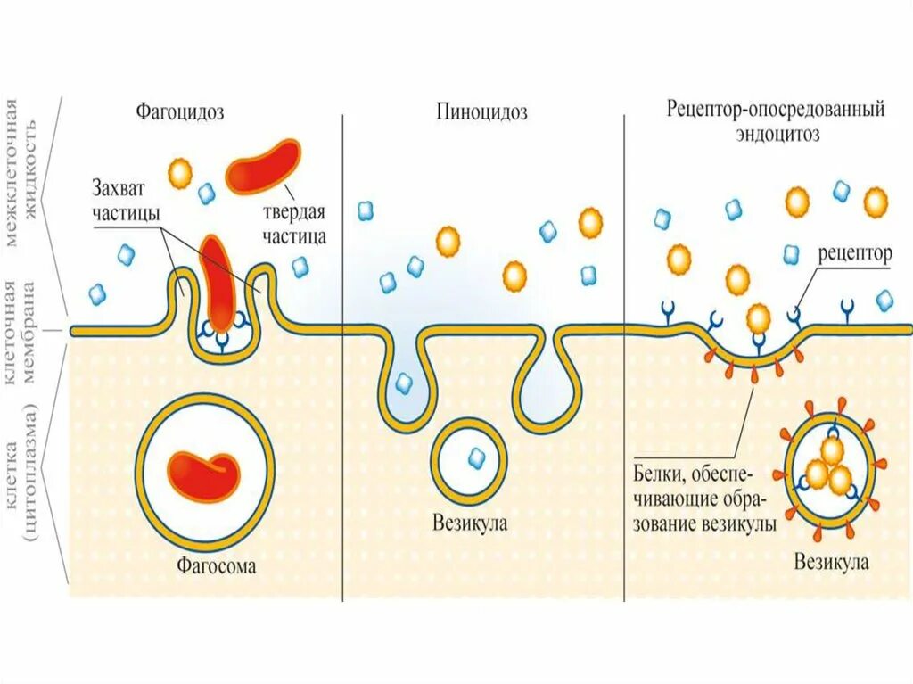 Характерна пульсация образование путем эндоцитоза. Клатрин опосредованный эндоцитоз. Рецептор зависимый эндоцитоз. Клатрин зависимый эндоцитоз. Рецептор-опосредованный эндоцитоз.