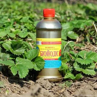 Подкормка клубники йодом