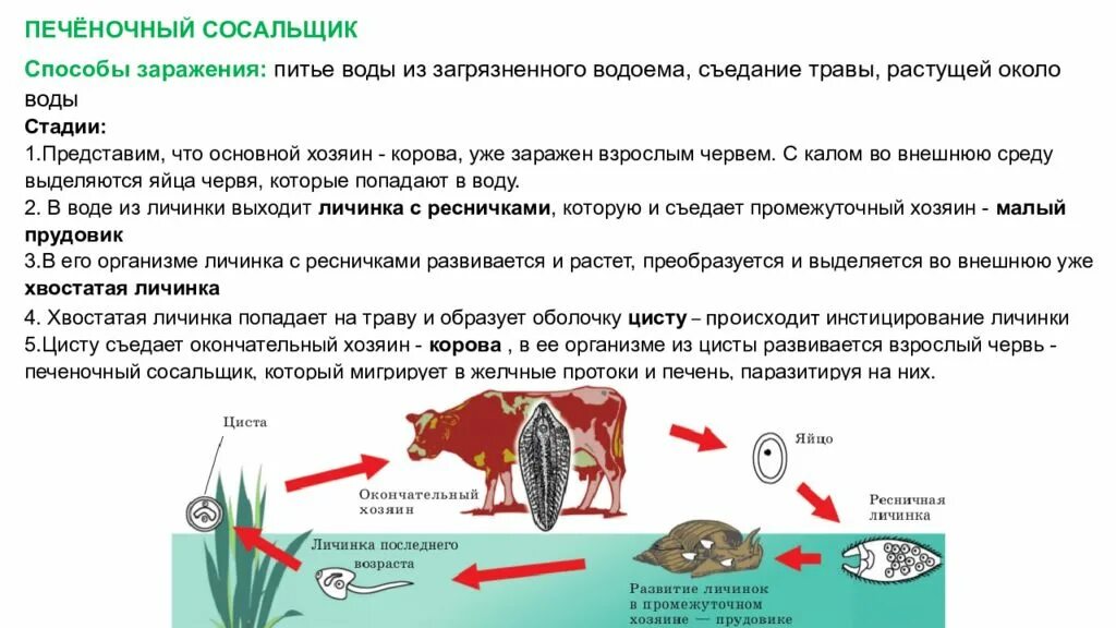 Стадии жизненного цикла цисты. Печеночный сосальщик способ заражения. Способы заражения человека печеночным сосальщиком. Печеночный сосальщик пути заражения. Жизненный цикл печеночного сосальщика.