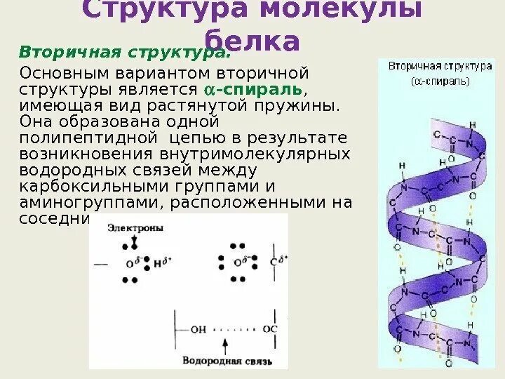 Вторичная структура какие связи. Первичная и вторичная структура белка. Вторичная структура молекулы белка. Структура белковой молекулы. Вторичная структура.