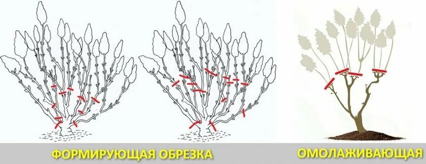 Как подрезать альстромерии