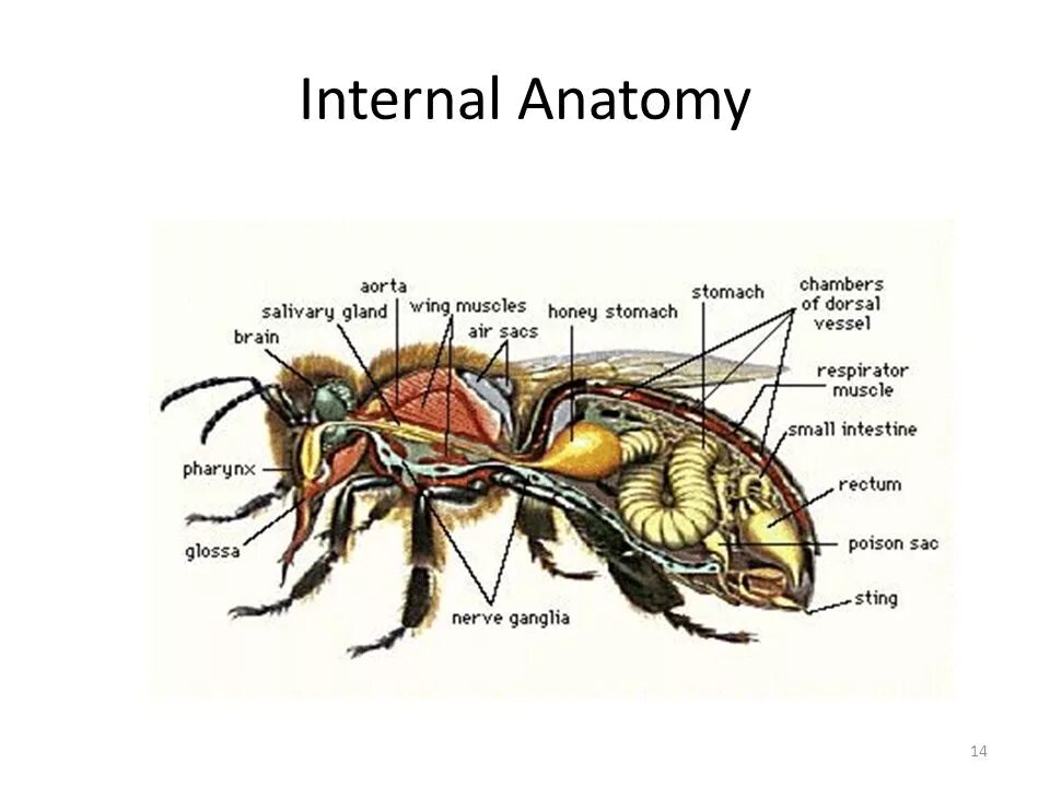 Отделы тела пчелы медоносной. Внутреннее строение пчелы медоносной. Строение пчелы медоносной. Внутренне строение пчелы. Пчела строение тела.