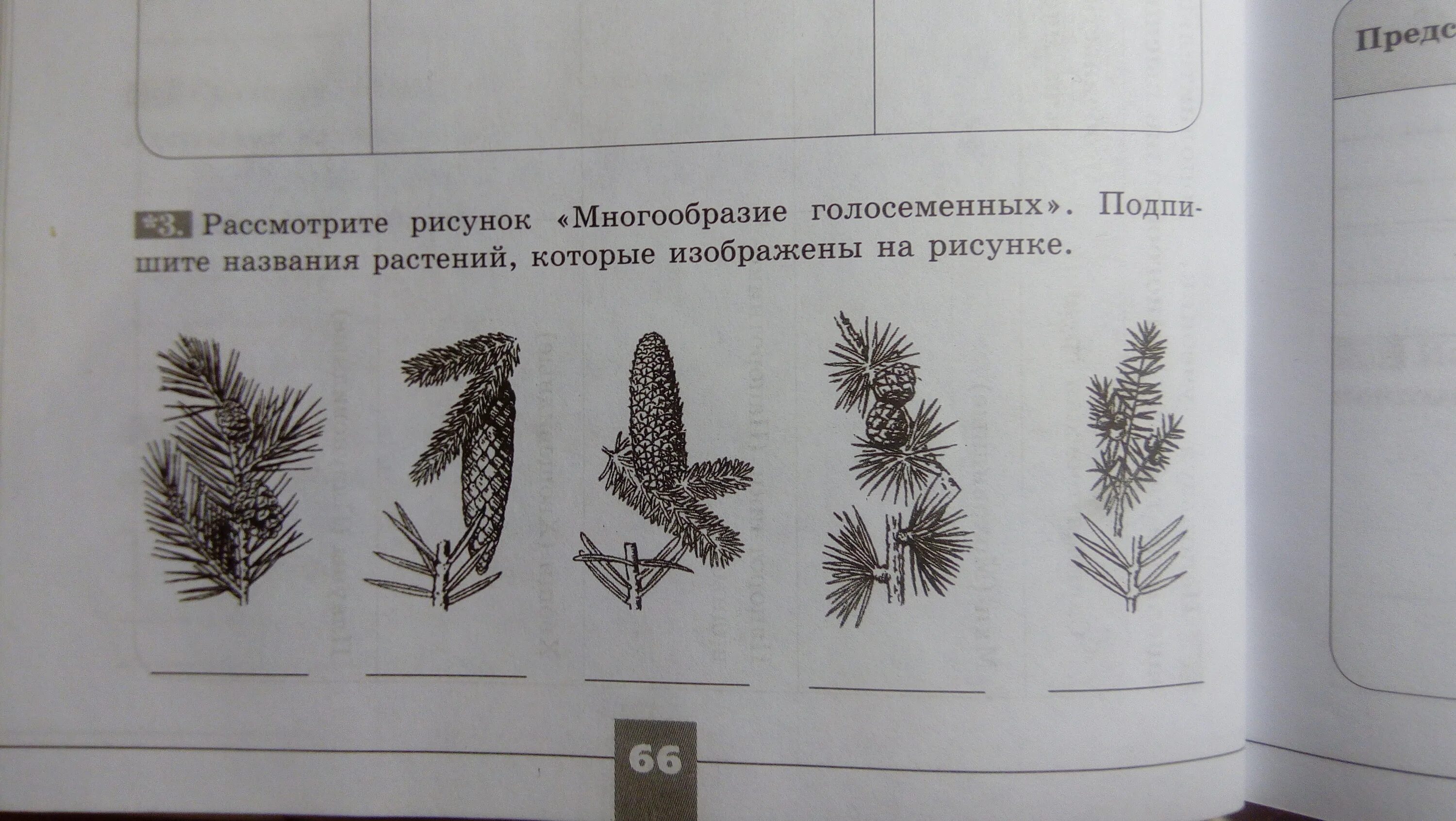 Рассмотрите представленные модели. Многообразие голосеменных рассмотрите рисунки. Подпишите названия изображенных растений. Рассмотрите рисунки и подпишите названия растений. Подпишите названия растений.