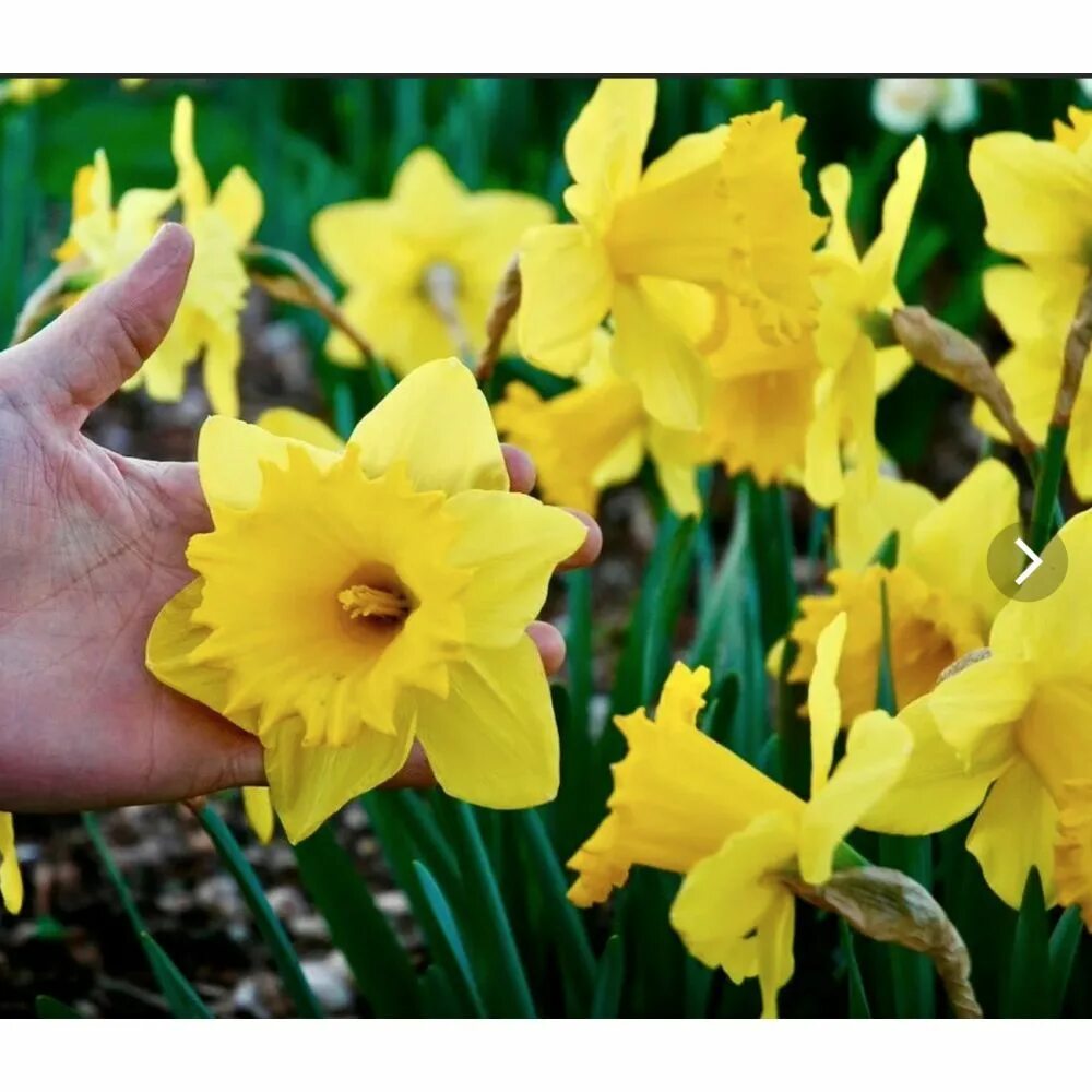 Нарцисс трубчатый датч мастер. Нарцисс narcissus dutch master. Нарцисс king alfred. Нарцисс датч мастер фото. Нарцисс трубчатый dutch master.