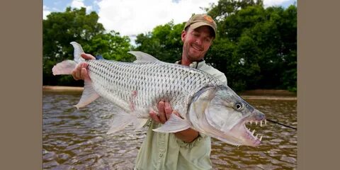 Tiger fishing
