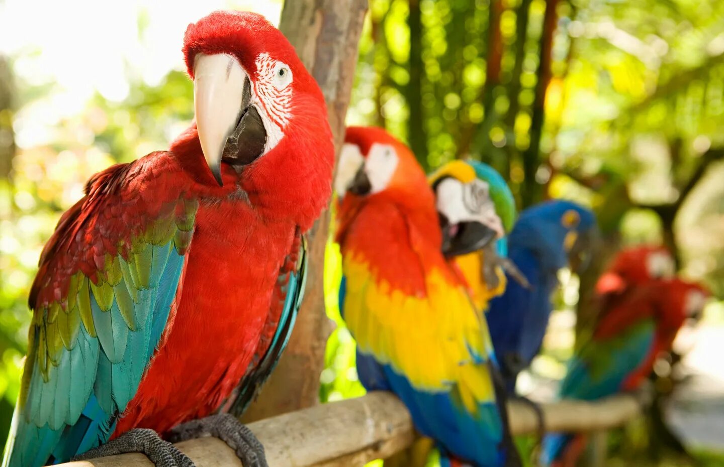 В зоопарке живут 5 видов попугаев