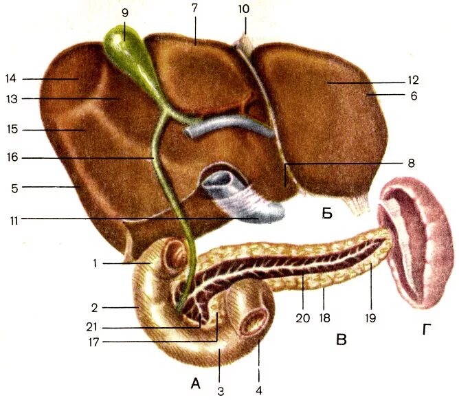 Печень 12 перстной кишки. Печень двенадцатиперстная кишка поджелудочная железа. 12-Перстная кишка печень поджелудочная железа строение. 12 Перстная кишка печень и поджелудочная. Пищеварительная система двенадцатиперстная кишка.