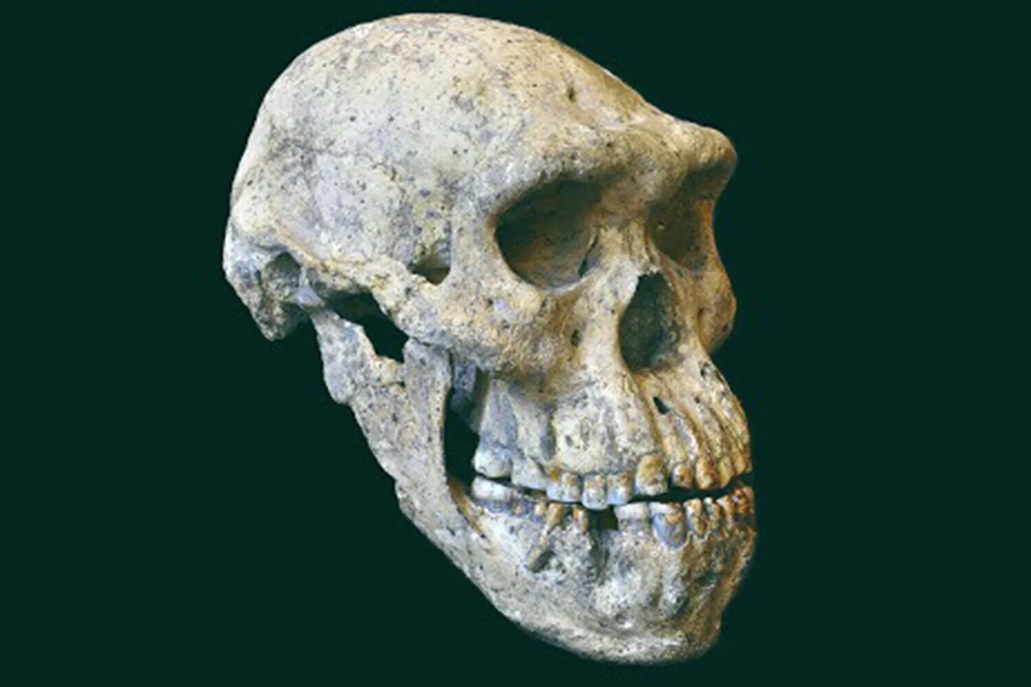 Человек прямоходящий (homo Erectus) череп. Череп гоминида из Дманиси. Череп 5 лет