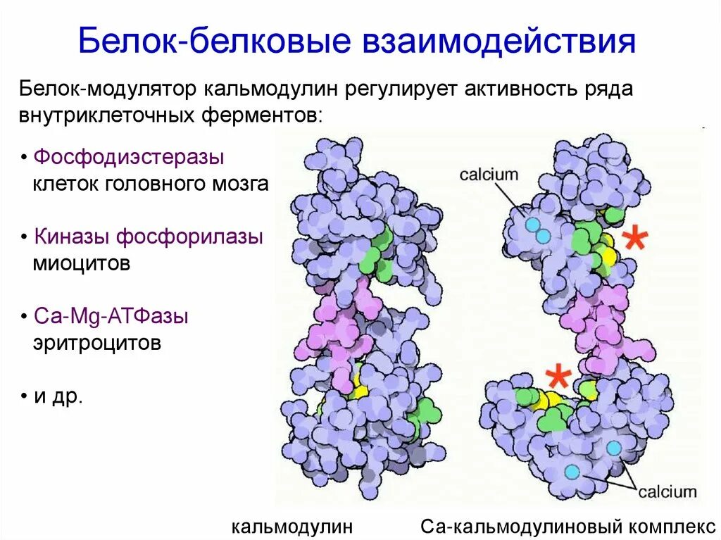 Белковый комплекс. Белок-белковых взаимодействий. Какова химическая природа ферментов. Доказательства белковой природы ферментов. Белково белковые взаимодействия