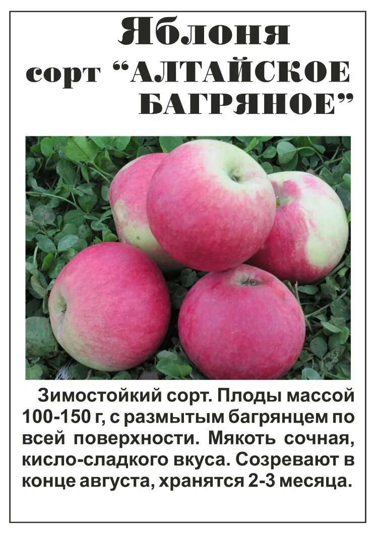 Яблони северо запада. Сорт: яблоня, Алтайское багряное. Полукультурка Алтайское багряное. Алтайское багряное яблоня описание. Яблоня Алтайская Багряная описание сорта.