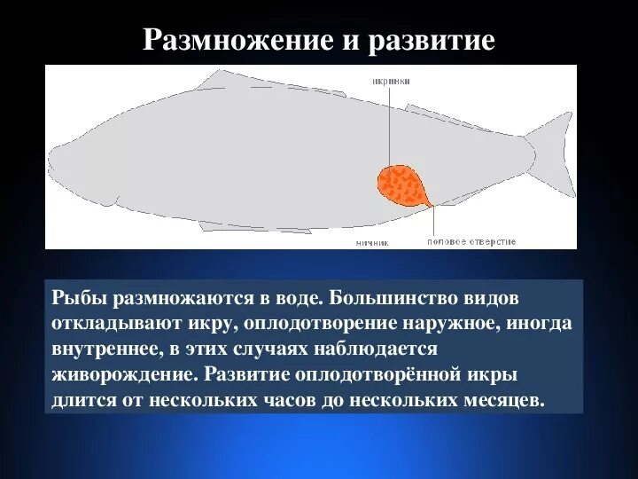 Внутреннее строение рыбы 7 класс. Внутреннее строение рыбы. строение икры рыб. внутреннее строение рыб презентация. строение икринки рыбы.