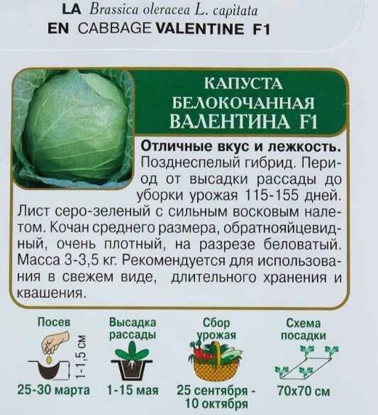 Когда сеять раннюю капусту в 2024 году. Когда сажать капусту на рассаду. Когда садить капусту на рассаду. Когдасажать га ркссаду кппусту. Когд а сади ь раседу капусты.