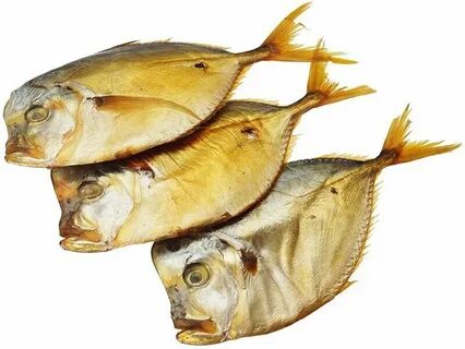 Холод рыба