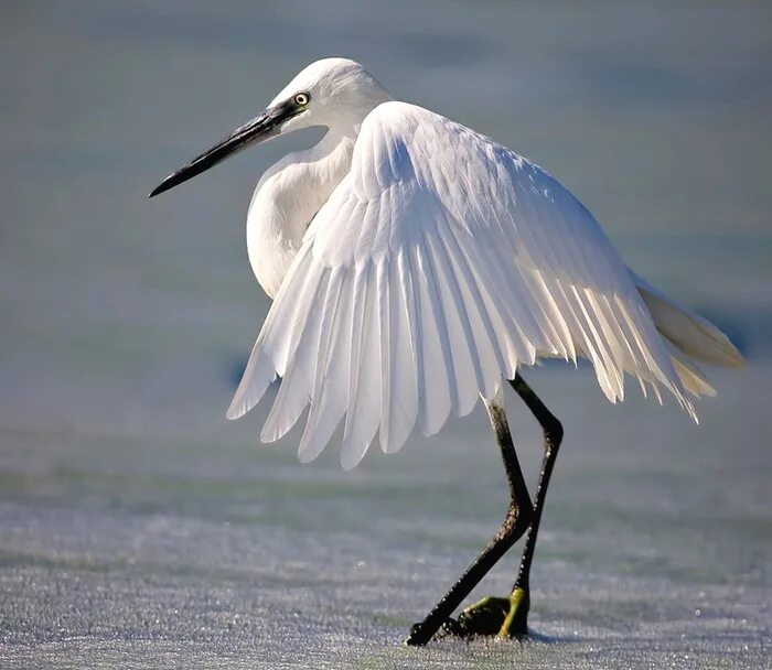 Огромные белые птицы. Большая белая цапля (Egretta Alba). Малая белая цапля. Цапля Эгретта. Белая цапля Саратовской области.