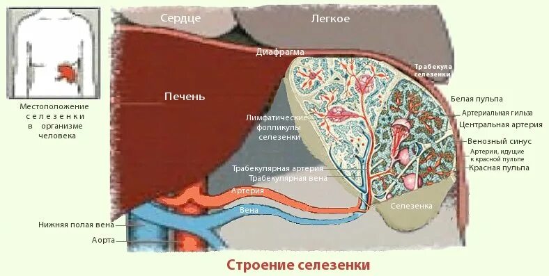 Функции которые выполняет селезенка. Селезенка анатомия расположение. строение организма селезенка. строение органов селезенка. внутреннее строение селезенки.