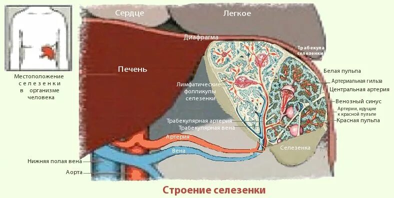 Строение человека селезенка. Селезенка, расположение и строение.. Ctktptyrfанатомия человека. Селезенка анатомия расположение. Какой должен селезенка