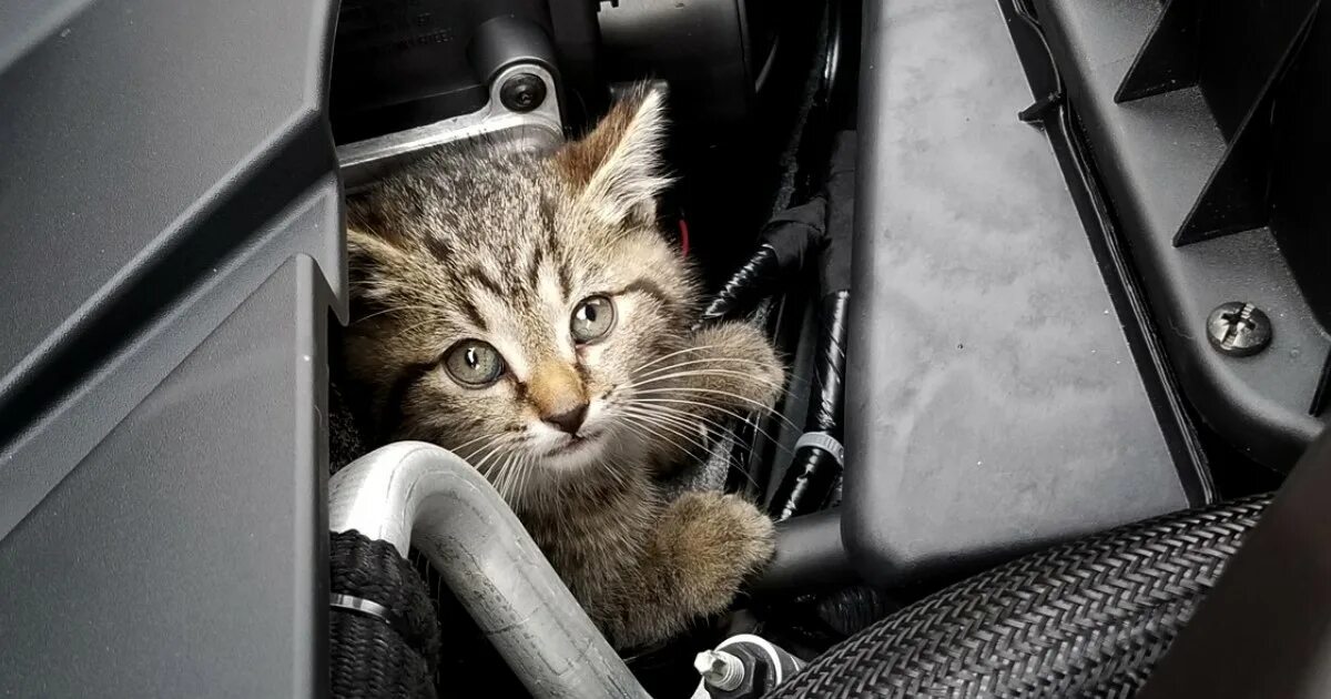 Кошка ездит. Кошка в машине. Кошка под машиной. Кошачий мотор. Котик в машинке.