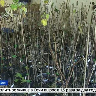 Саженцы в сочи