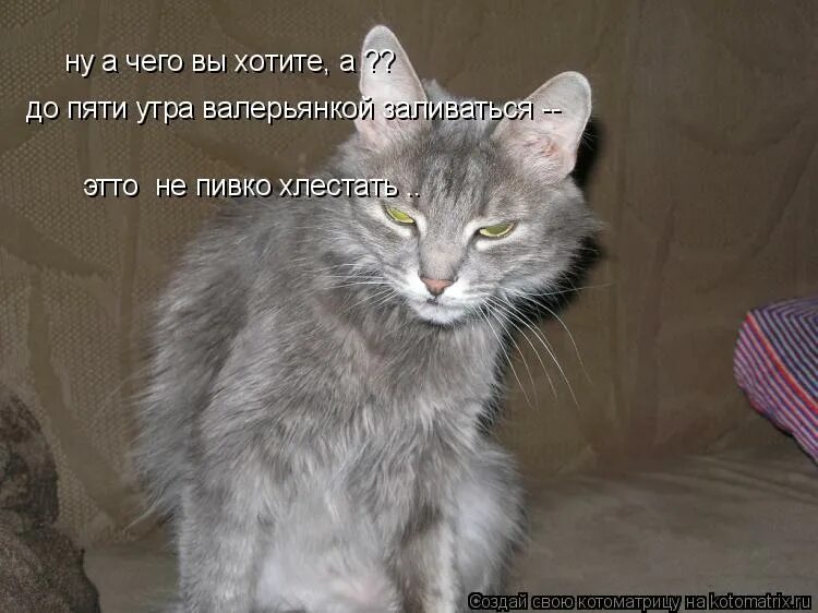 котенок проснулся. расцветали мясо и сметана говорили. картинка проснулась в 5 утра. хочу пять утра. хочу пять утра.