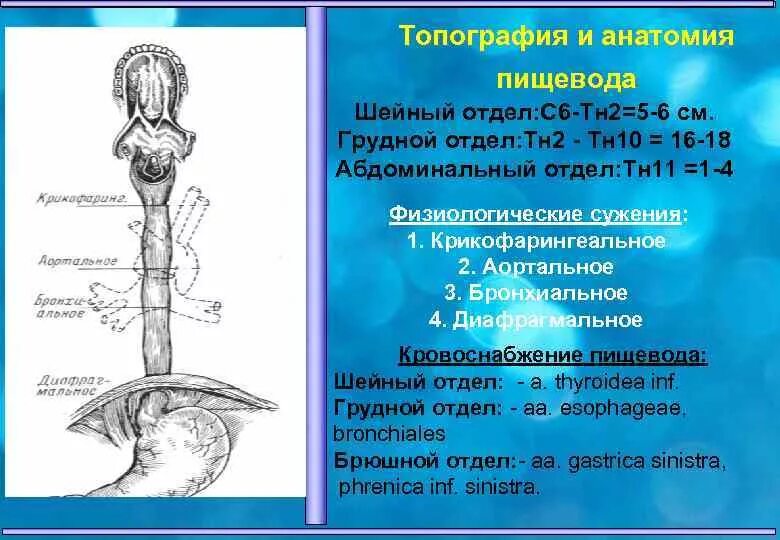 Хирургический латынь. Анатомические сужения пищевода латынь. Пищевод топография отделы строение. Части грудного отдела пищевода. Топография брюшной части пищевода.