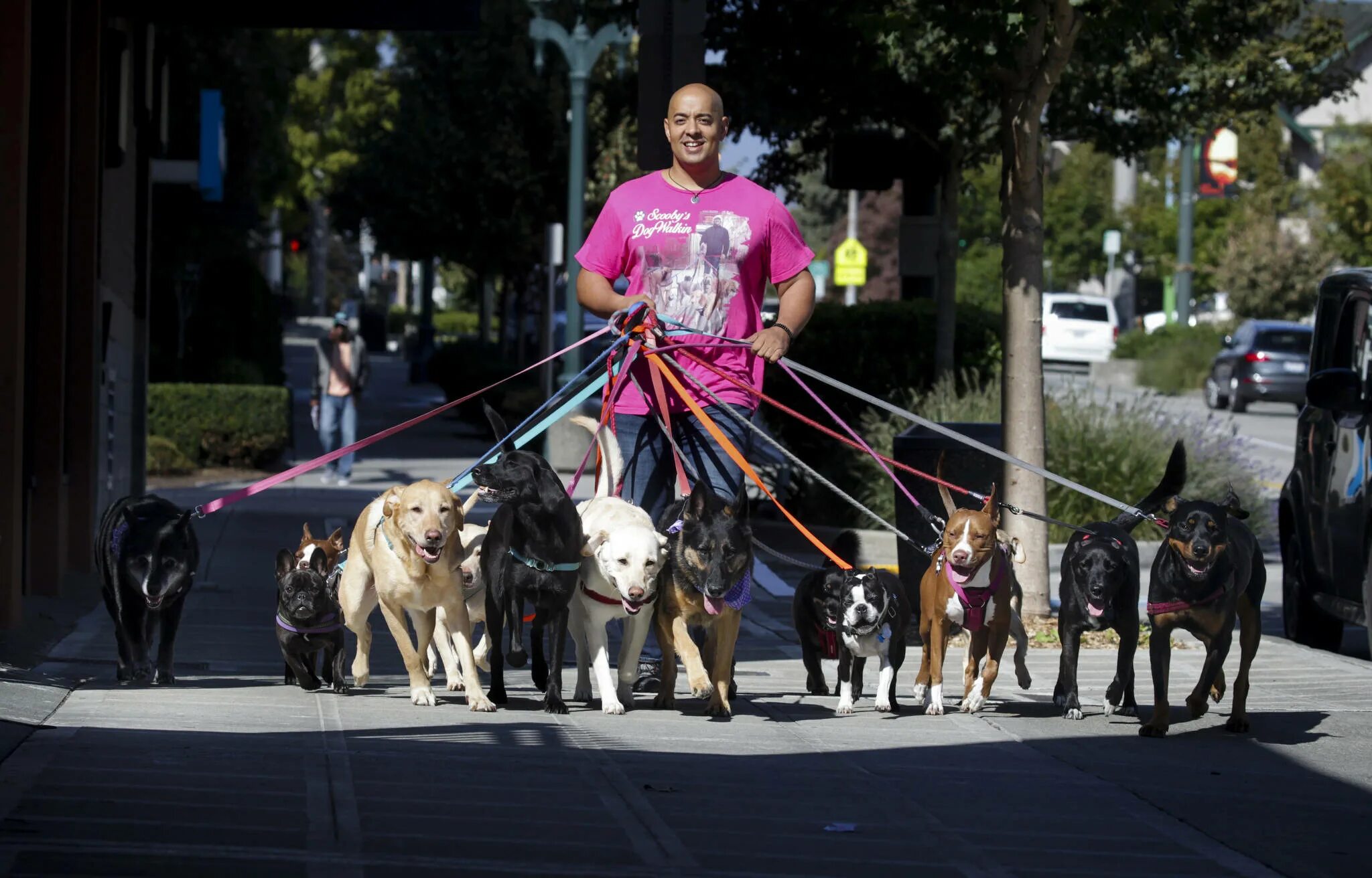 Дог ситтер. Дог волкер. день выгула собак (national walk your dog day) — сша. dog walker servis. john leslie&#039;s dog walker.