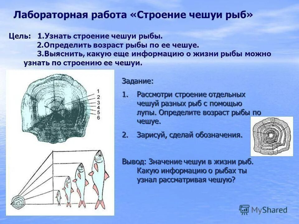 C определить возраст. Возраст рыбы по чешуе. Определить Возраст рыбы по чешуе. Определение возраста рыбы по чешуе. Как определить Возраст рыбы по чешуе.