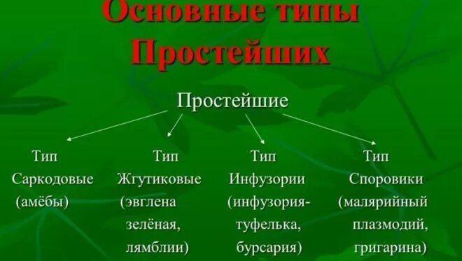 Представители группы простейших. Систематика простейших. Тип простейшие класс. Типы простейших животных. Систематика типа простейшие.